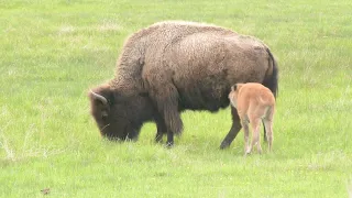 Bison Calf trying to get their eat on. Yellowstone National Park