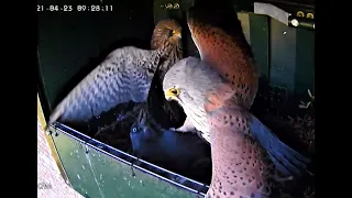 Kestrel - from egg to first flight