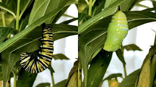 Monarch Caterpillar Turns into a Chrysalis Real-Time (The Twerking Caterpillar)