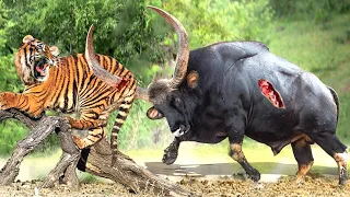 Tiger Is In Danger! Giant Indian Gaur Tortures Tiger To The Point Of Disability To Escape