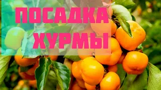 Посадка Хурмы.Будьте осторожны!!!