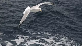 IKARIA FAROS A