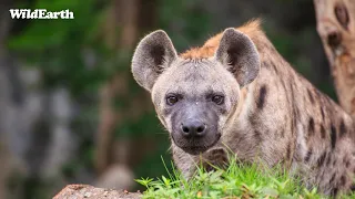 WildEarth - Sunrise Safari -  26 March 2024