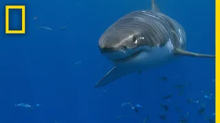 Why Are White Shark Attacks on the Rise? | SharkFest