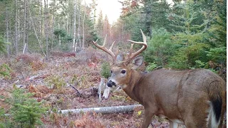 Huge Bucks | Bobcats | Rutting Season | Maine Wildlife Trail Video week ending 10.24.2020