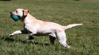 The Amazing Role of Chesapeake Bay Retrievers in Shorebird Conservation