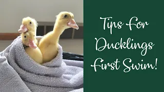 Tips For Ducklings First Swim!