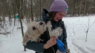 Прогулка по зимнему лесу