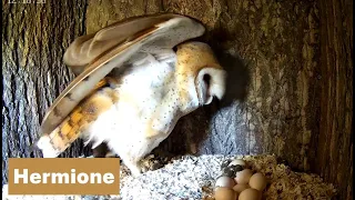Day 57 am - Barn Owls : 4 owlets trying to lose the down
