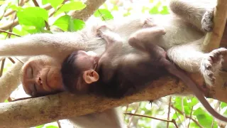 OMG Heartbreaking: Baby Monkey Falling Down from top of Tree | See Another Video Soon