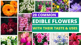 20 Edible Flowers | How To Use Edible Flowers | Flowers You Can Eat | What Flowers Are Edible