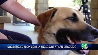 Dog rescued from gorilla enclosure at San Diego Zoo Safari Park