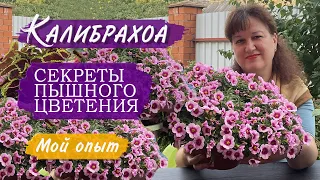 Калибрахоа в кашпо. Мои секреты выращивания