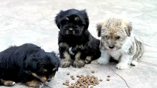 hungry puppy video compilation|  Hungry puppies eating delicious food faster| very hungry dog| puppy