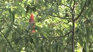 Male (Cardinal) Singing His Territorial Song