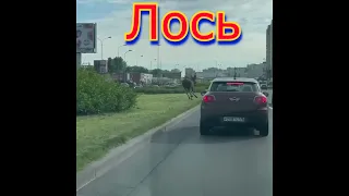 Санкт Петербург Лось на дороге