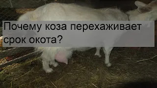 Почему коза перехаживает срок окота?