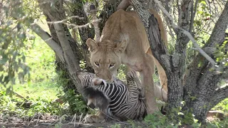 Lioness Takes Easy Opportunity and Kills Zebra Foal | Hyenas Arrive Ep 128