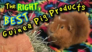The Right, BEST Guinea Pig Products - What to buy, what to skip!