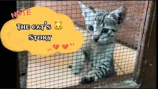 The Cat’s Story | Funny Kitten | Cute Cat | How They Met … #cat #catlover #pets #cutecat #kitten