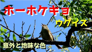 ウグイスの鳴き声 Japanese bush warbler singing