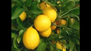 Лимон мейера