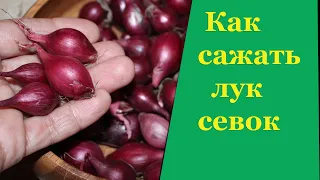 Как сажать лук севок