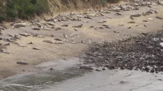 Elephant Seals - California, north of Los Angeles