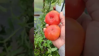 Tomato : Growing in Greenhouse #shorts