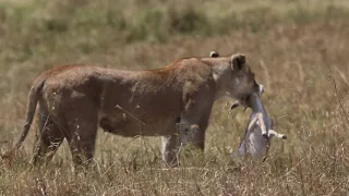 Lioness hunts Thomson's Gazelle - Serengeti