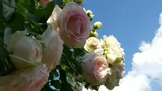 ФЕЕРИЧЕСКОЕ ЗРЕЛИЩЕ! Розы Пьер де Ронсар (Эден Роуз), Лагуна, Джардина. Устройство перголы под розы.