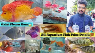 Aquarium Fish Market Hindi | Gallif Street Fish Market 2021 | Aquarium Fish Price In Kolkata