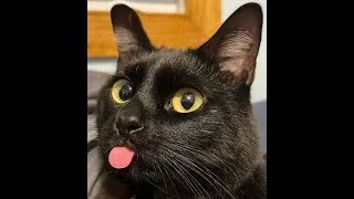 THE BEST CAT VIDEOS OF NOVEMBER😸 2021 - Try Not To Laugh Or Grin Challenge | International Cat