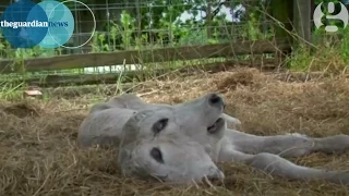 Two-headed calf reared on Florida farm