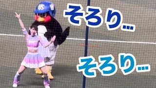 つば九郎🐧チアドラの背後へ忍び寄り… 2024/5/25