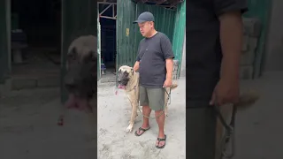 Kangal Sa Pilipinas