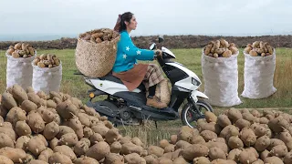 The fertility of the soil is undeniable, the Transformation of Potatoes from Field to Dinner