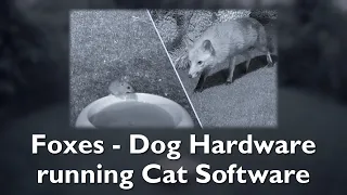 Fox stalking mouse - Dog Hardware running Cat Software