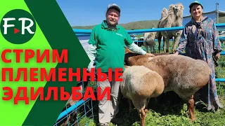 Племенные эдильбаевские овцы. Стрим с международной выставки животноводства Lepsi 2023, Казахстан.