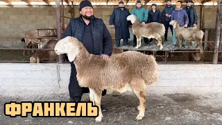 ФРАНКЕЛЬ - теңдеши жок кочкор. +996708880388 Алтынбек байке