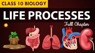 Life processes Full chapter | class 10 Animated video | 10th BIOLOGY | ncert #science | Chapter 7
