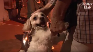 Bus Passengers' Kindness Help Make Dog's Christmas Wish Come True (Part 2) | Kritter Klub