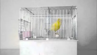 Canary Song Malinua - 金絲雀歌唱