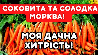 ЧИМ ПОЛИТИ МОРКВУ для росту, солодкості та від шкідників! Моя дачна хитрість