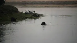 Grizzly Kills Bull Elk In the Yellowstone River, Hayden Valley, Sept.18, 2020