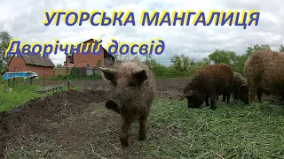 Угорська Мангалиця. Дворічний досвід розведення.