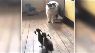 Прикол   Кошка бежит от маленьких утят