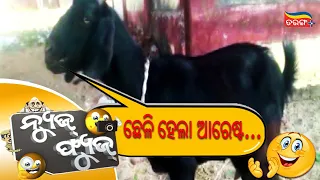 ଛେଳି ହେଲା ଆରେଷ୍ଟ..... NEWSFUSE | OTV | Tarang Plus