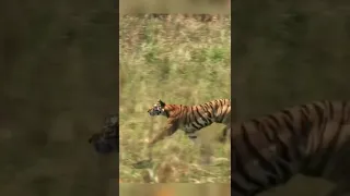 Tiger hunting Deer