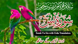 Surah Yasin ( Yaseen ) With Urdu Translation | Ep 0084 | Quran Tilawat Beautiful Voice |Urdu Tarjuma